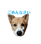 ゆずくっきー（個別スタンプ：22）