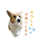 ゆずくっきー（個別スタンプ：24）