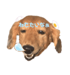 可愛いレアちゃんのスタンプ（個別スタンプ：1）