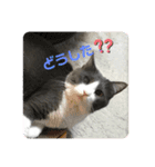 ほっけ様の1日（個別スタンプ：6）