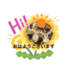 リクガメ家族日々楽し（個別スタンプ：1）