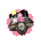 リクガメ家族日々楽し（個別スタンプ：5）