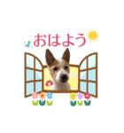 毎日☆レオくん（個別スタンプ：1）