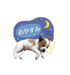 毎日☆レオくん（個別スタンプ：2）