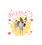 毎日☆レオくん（個別スタンプ：3）