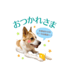 毎日☆レオくん（個別スタンプ：7）