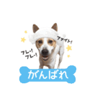 毎日☆レオくん（個別スタンプ：9）