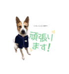 毎日☆レオくん（個別スタンプ：10）