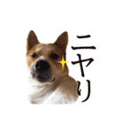 毎日☆レオくん（個別スタンプ：11）