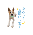 毎日☆レオくん（個別スタンプ：15）
