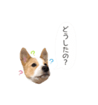 毎日☆レオくん（個別スタンプ：16）