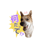 毎日☆レオくん（個別スタンプ：17）