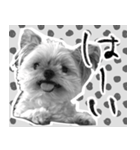 うつぼさんの日常で使えるモノクロスタンプ（個別スタンプ：1）