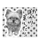 うつぼさんの日常で使えるモノクロスタンプ（個別スタンプ：20）