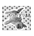うつぼさんの日常で使えるモノクロスタンプ（個別スタンプ：26）