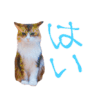 弊猫（個別スタンプ：1）