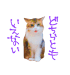 弊猫（個別スタンプ：2）