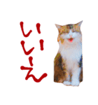弊猫（個別スタンプ：3）