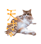 弊猫（個別スタンプ：4）