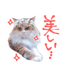弊猫（個別スタンプ：5）