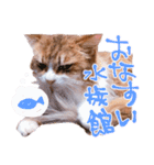 弊猫（個別スタンプ：6）