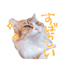 弊猫（個別スタンプ：7）