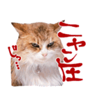 弊猫（個別スタンプ：8）