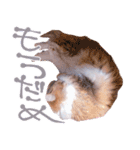 弊猫（個別スタンプ：9）