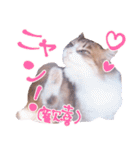 弊猫（個別スタンプ：10）