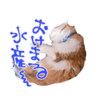 弊猫（個別スタンプ：11）