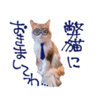 弊猫（個別スタンプ：12）