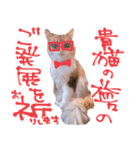 弊猫（個別スタンプ：13）