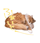 弊猫（個別スタンプ：16）