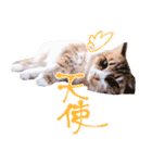 弊猫（個別スタンプ：18）