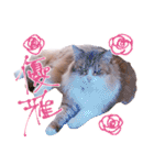 弊猫（個別スタンプ：19）