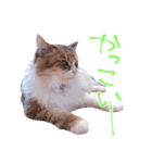 弊猫（個別スタンプ：20）