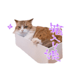 弊猫（個別スタンプ：22）