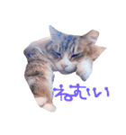 弊猫（個別スタンプ：26）