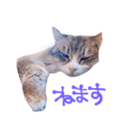 弊猫（個別スタンプ：27）
