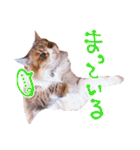 弊猫（個別スタンプ：28）