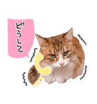 弊猫（個別スタンプ：29）