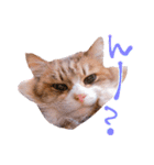 弊猫（個別スタンプ：30）
