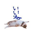 弊猫（個別スタンプ：31）