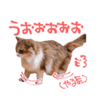 弊猫（個別スタンプ：32）