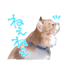 弊猫（個別スタンプ：34）