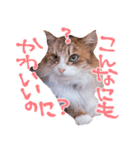弊猫（個別スタンプ：35）