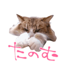 弊猫（個別スタンプ：36）