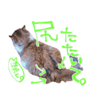 弊猫（個別スタンプ：37）