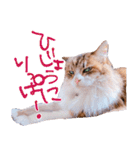弊猫（個別スタンプ：38）