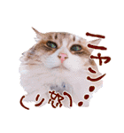 弊猫（個別スタンプ：39）